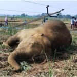 Cg News | हाईकोर्ट ने हाथियों की करंट से मौत पर जताई चिंता