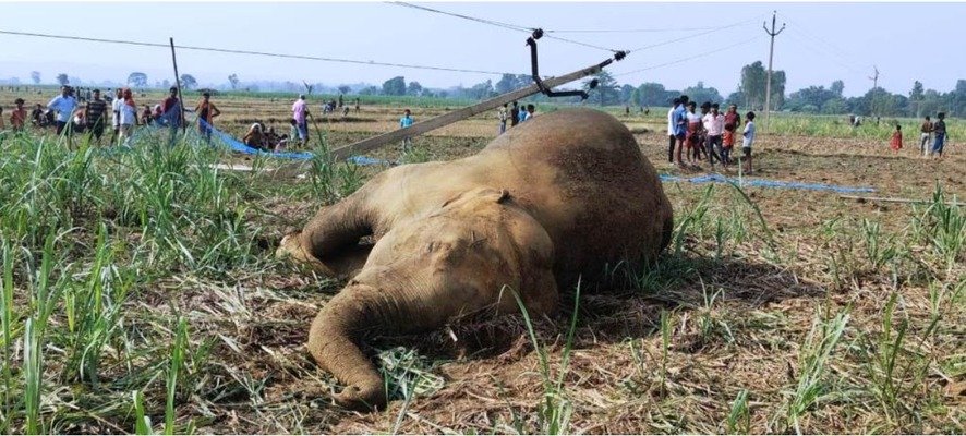 Cg News | हाईकोर्ट ने हाथियों की करंट से मौत पर जताई चिंता