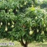 Chhattisgarh | योगी आदित्यनाथ ने उपहार में भेजा आमों का टोकरा, मुख्यमंत्री ने कहा, इन आमों में भी राम की यादें हैं